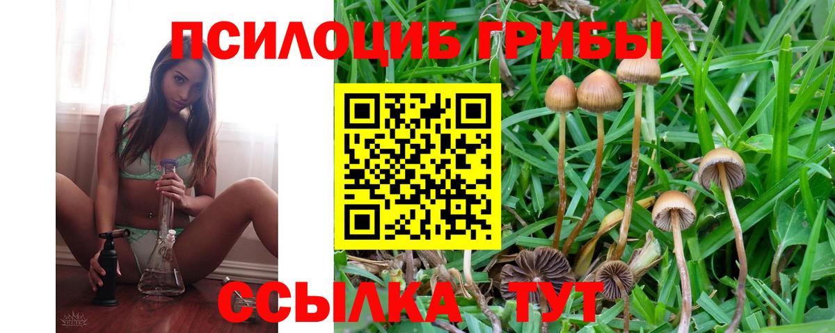 Псилоцибиновые грибы Cubensis Новозыбков
